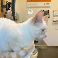Banfield Pet Hospital ico