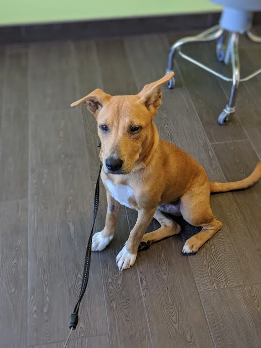 Banfield Pet Hospital 6