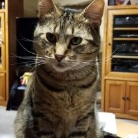 Anderson Lakes Animal Hospital ico