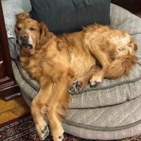 The Bond Between Veterinary Center ico