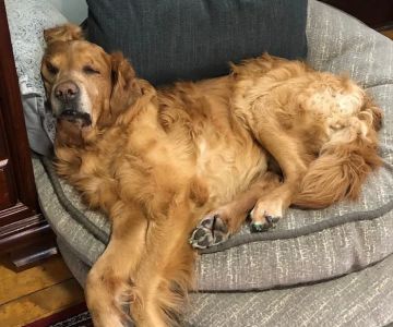 The Bond Between Veterinary Center