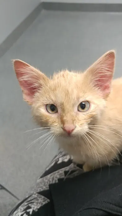 Prairie Village Pet Hospital 1