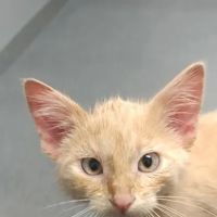 Prairie Village Pet Hospital ico