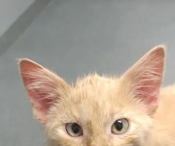 Prairie Village Pet Hospital