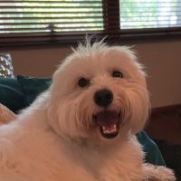 Glen Lake Animal Hospital ico