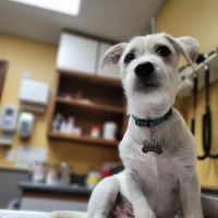 VCA Chanhassen Animal Hospital ico