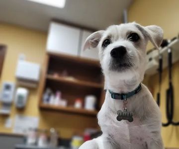 VCA Chanhassen Animal Hospital