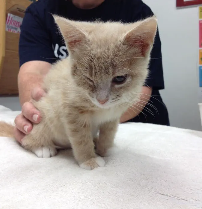 VCA Chanhassen Animal Hospital 7
