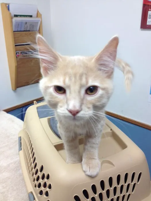 VCA Chanhassen Animal Hospital 6