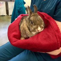 Minnetonka Animal Hospital ico