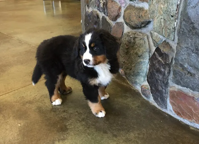 Minnetonka Animal Hospital 10