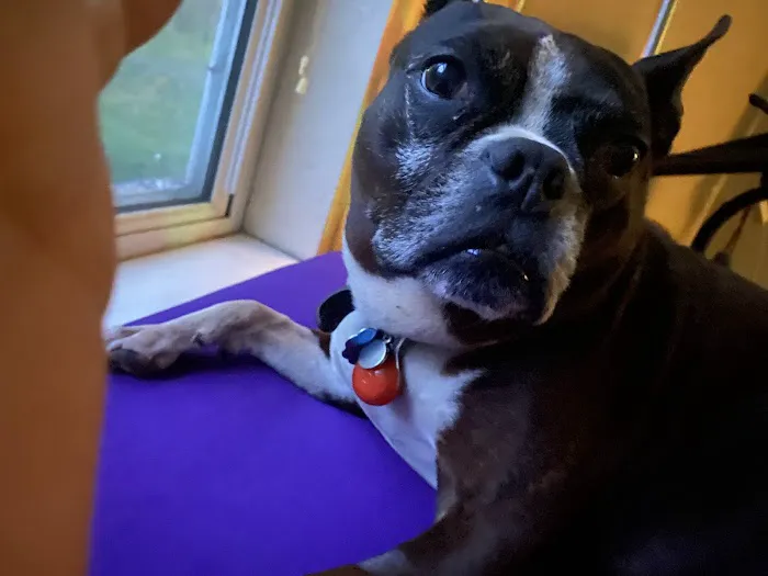 Wayzata Pet Hospital 3