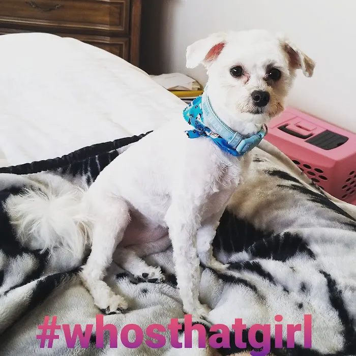 Wayzata Pet Hospital 5