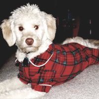 Wayzata Pet Hospital ico