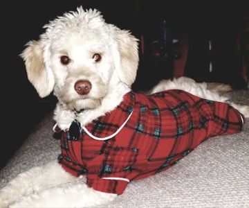 Wayzata Pet Hospital