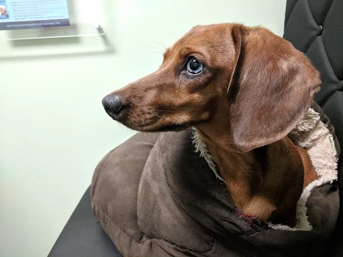North Paws Veterinary Clinic- General Practice and Urgent Care 4
