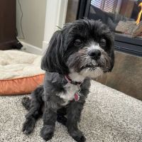 North Paws Veterinary Clinic- General Practice and Urgent Care ico