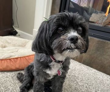 North Paws Veterinary Clinic- General Practice and Urgent Care