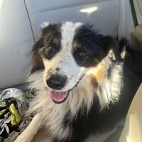 Corcoran Pet Care Center ico