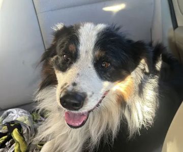 Corcoran Pet Care Center