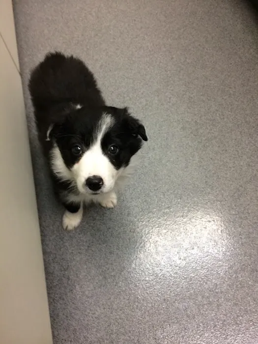 Corcoran Pet Care Center 9