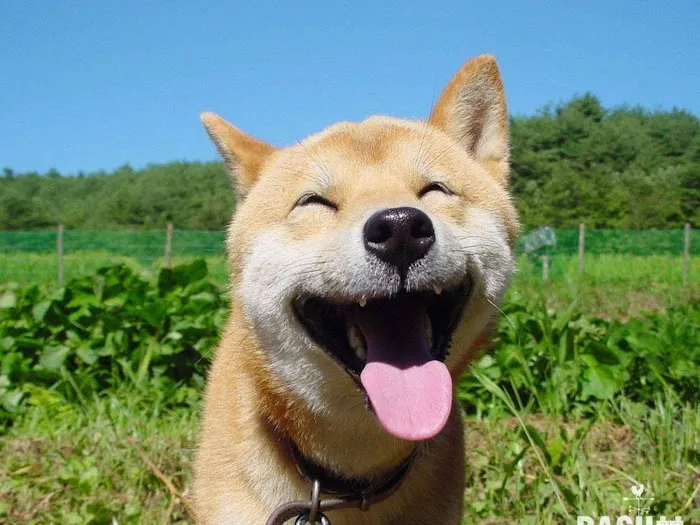 happyyyco 1