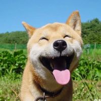 happyyyco ico