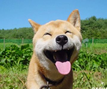 happyyyco