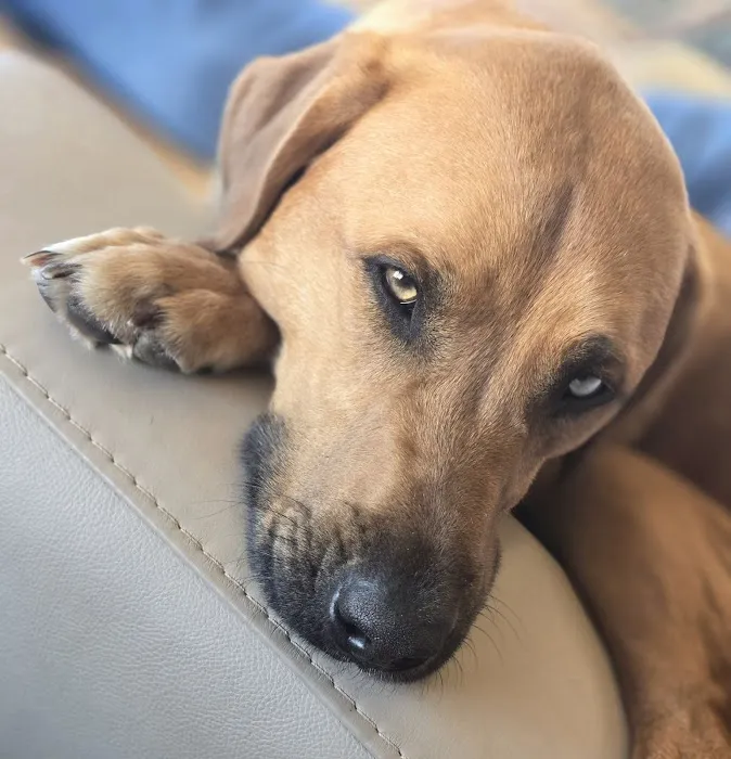 Ramsey Animal Hospital 5