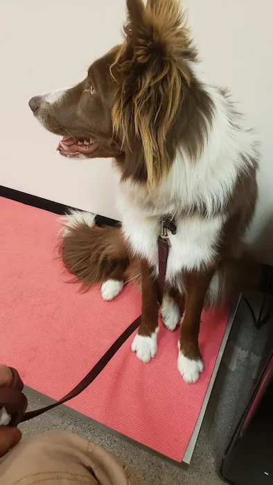Holistic Veterinary Care 1