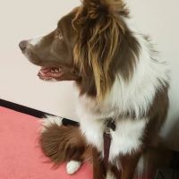 Holistic Veterinary Care ico