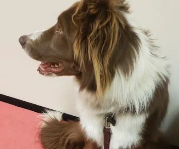 Holistic Veterinary Care