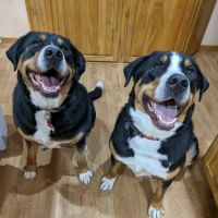Riverbend Pet Hospital ico