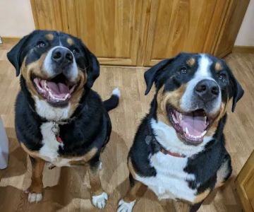 Riverbend Pet Hospital