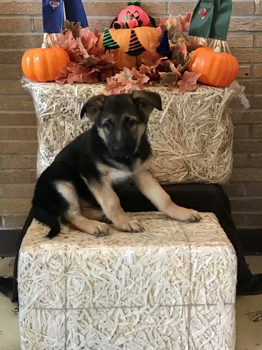 Town & Country Veterinary Services 4