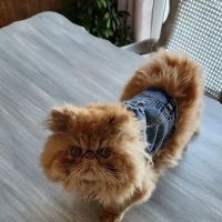 Town & Country Veterinary Services ico