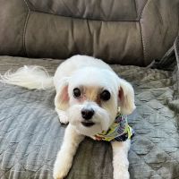 Burnsville Animal Clinic ico