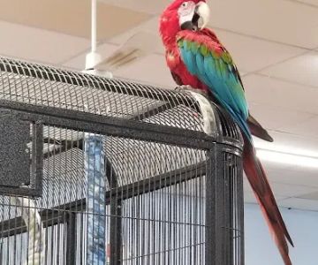 Fins, Feathers, Paws & Claws