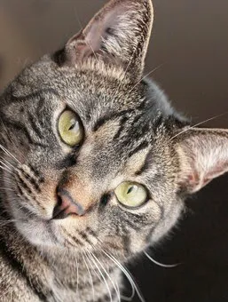 Crossroads Animal Hospital 7