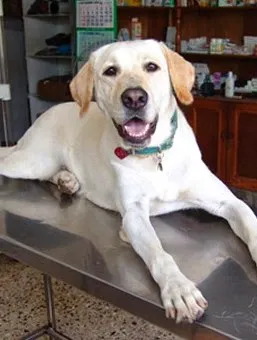Crossroads Animal Hospital 10