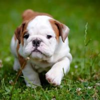 Crossroads Animal Hospital ico
