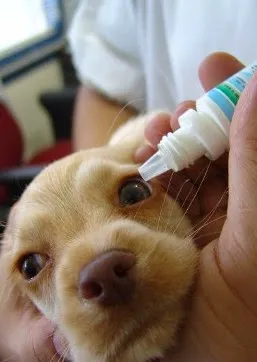 Crossroads Animal Hospital 5