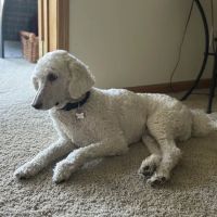 Dakota Pet Hospital ico