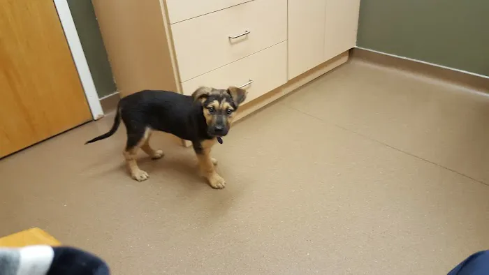 Dakota Pet Hospital 3