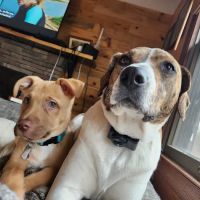 Farmington Veterinary Clinic ico
