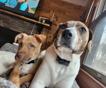 Farmington Veterinary Clinic