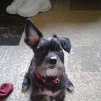 Midwest Animal Clinic ico