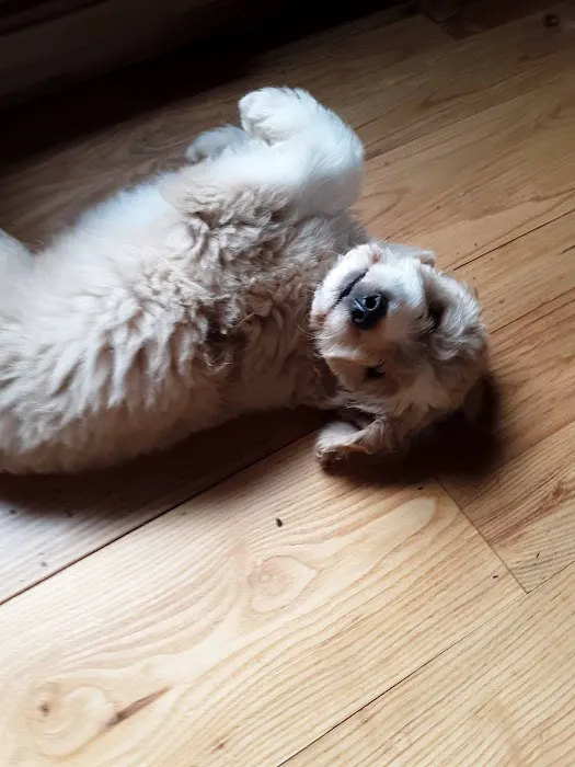 Metz Petz Veterinary Clinic Ada 8