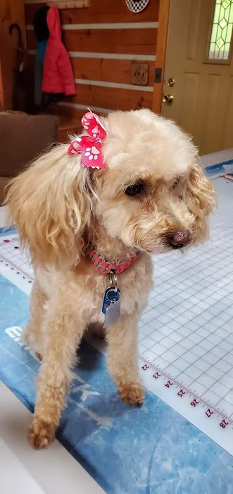 Metz Petz Veterinary Clinic Ada 10
