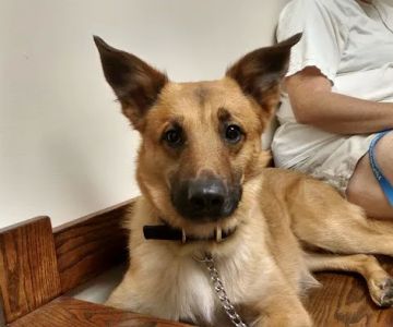 Metz Petz Veterinary Clinic Ada